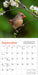 Audubon Cardinals 2025 Mini Wall Calendar    