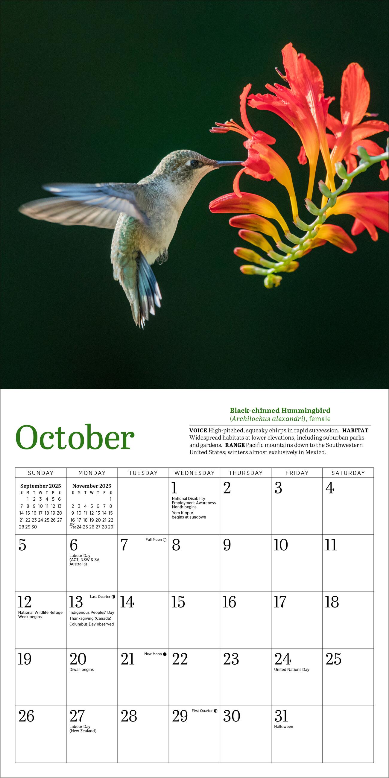 Audubon Hummingbirds 2025 Mini Wall Calendar    