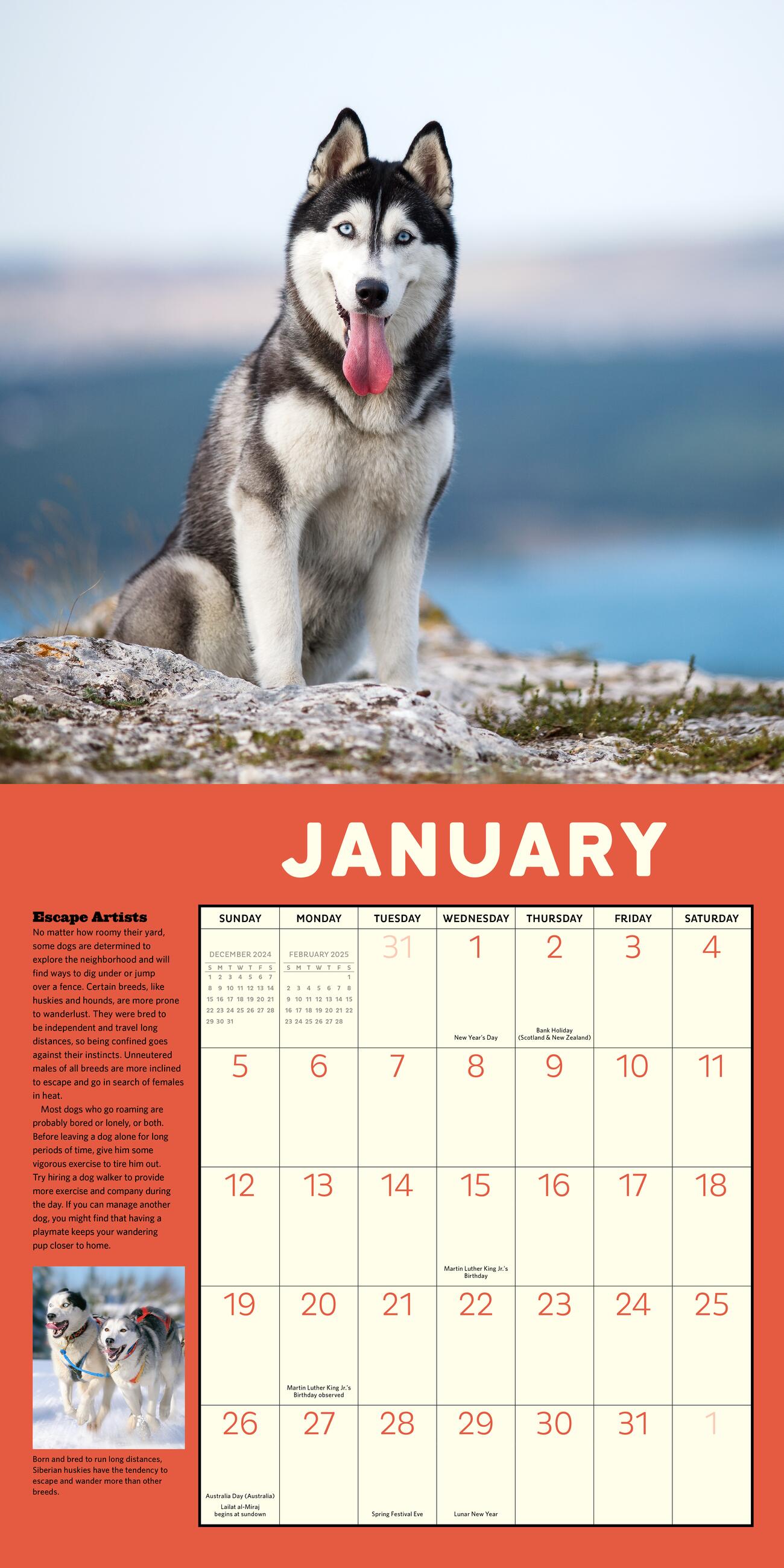 How To Speak Dog 2025 Wall Calendar    