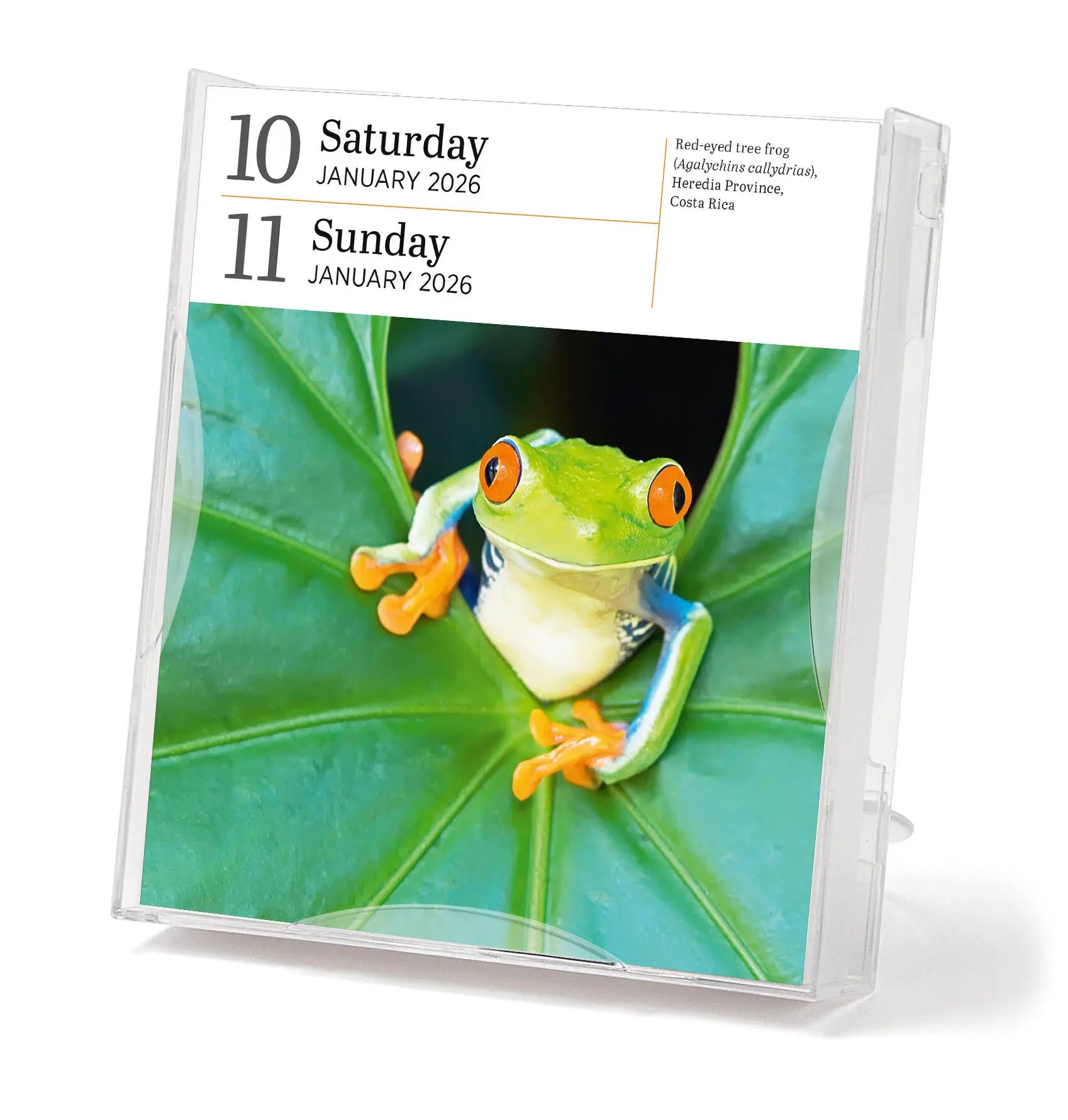 Audubon Nature 2026 Page-to-Day Gallery Calendar