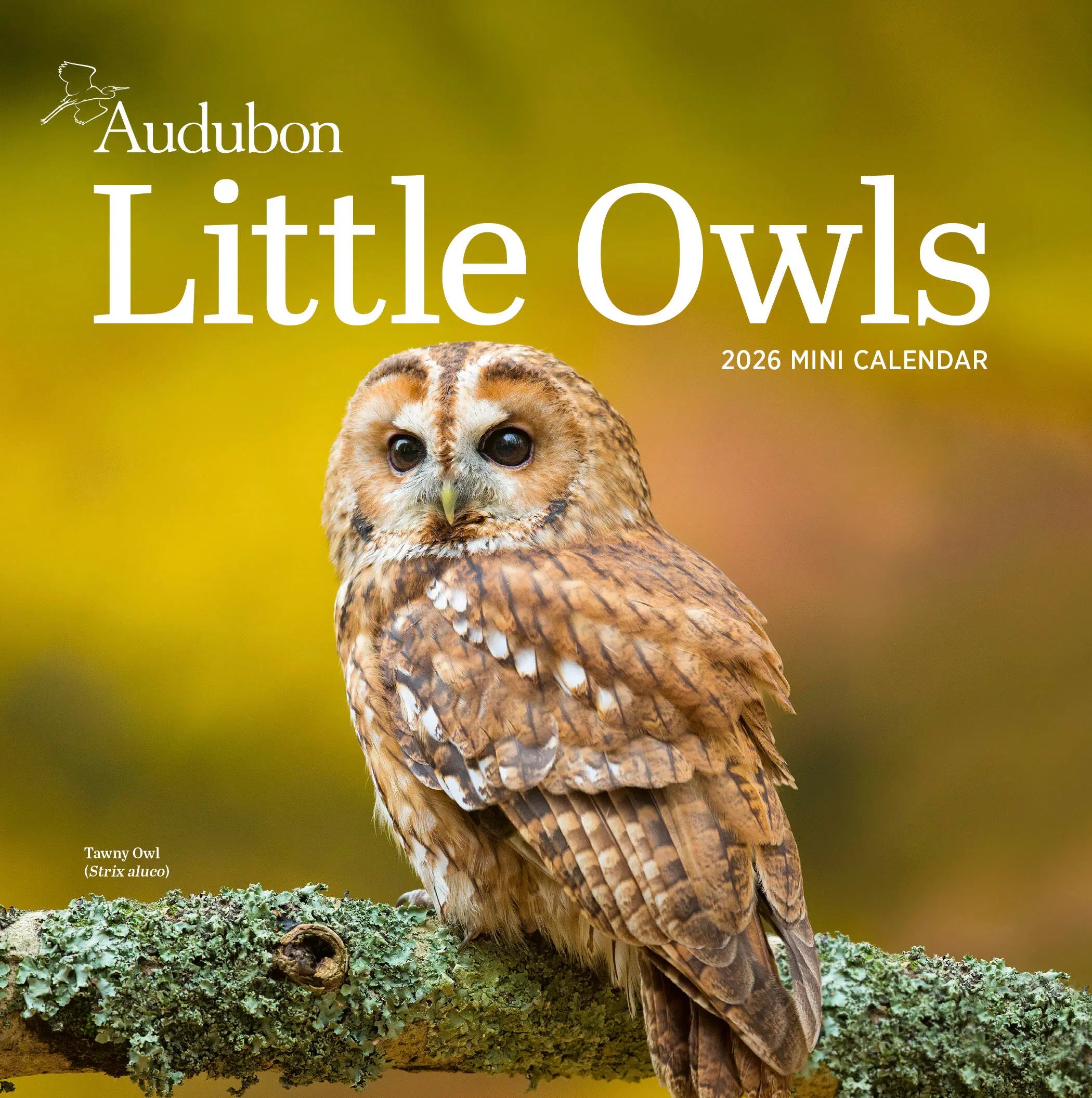Audubon Little Owls 2026 Mini Wall Calendar