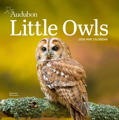 Audubon Little Owls 2026 Mini Wall Calendar