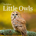 Audubon Little Owls 2026 Mini Wall Calendar