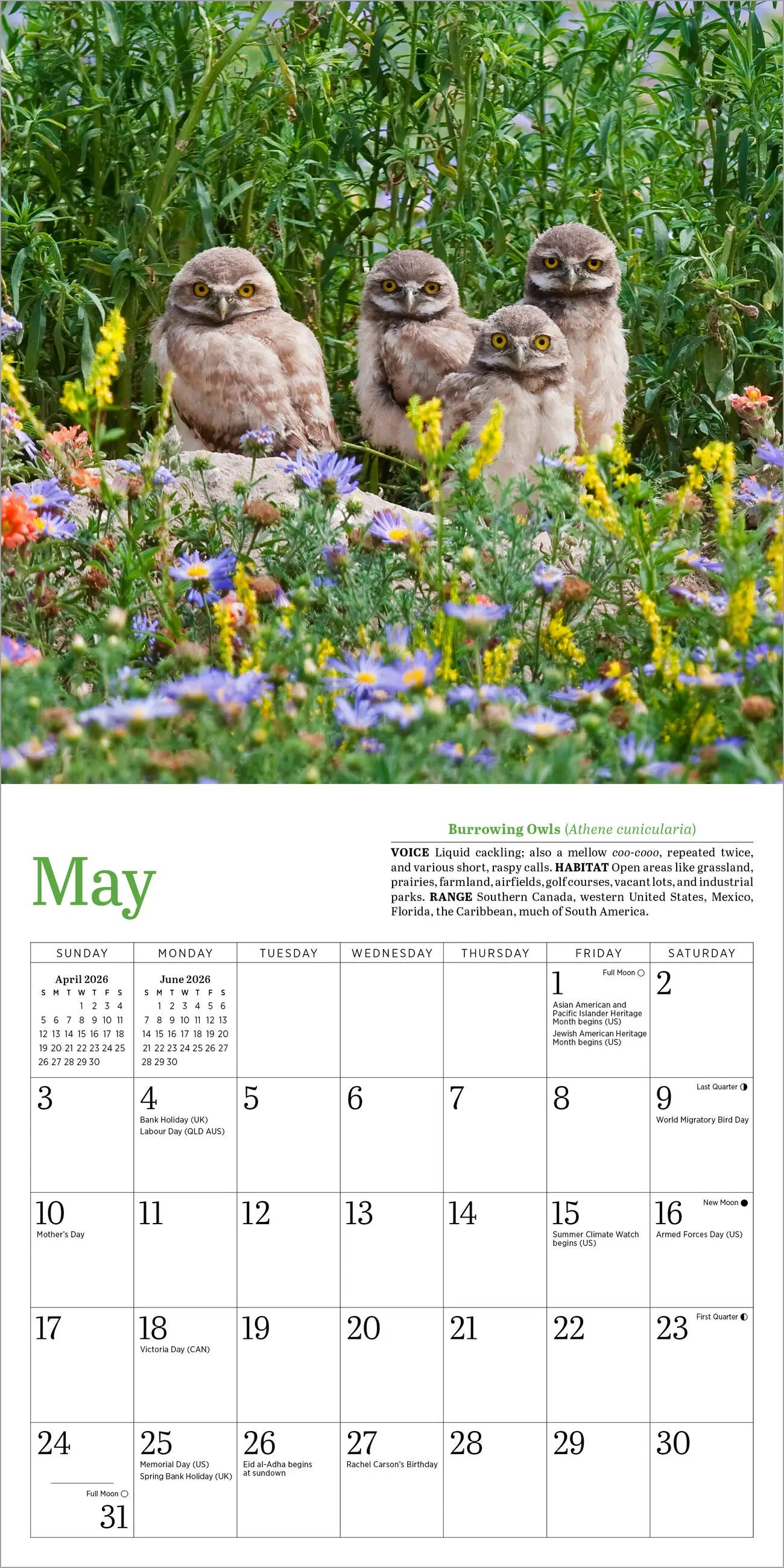 Audubon Little Owls 2026 Mini Wall Calendar