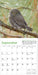 Audubon Little Owls 2026 Mini Wall Calendar