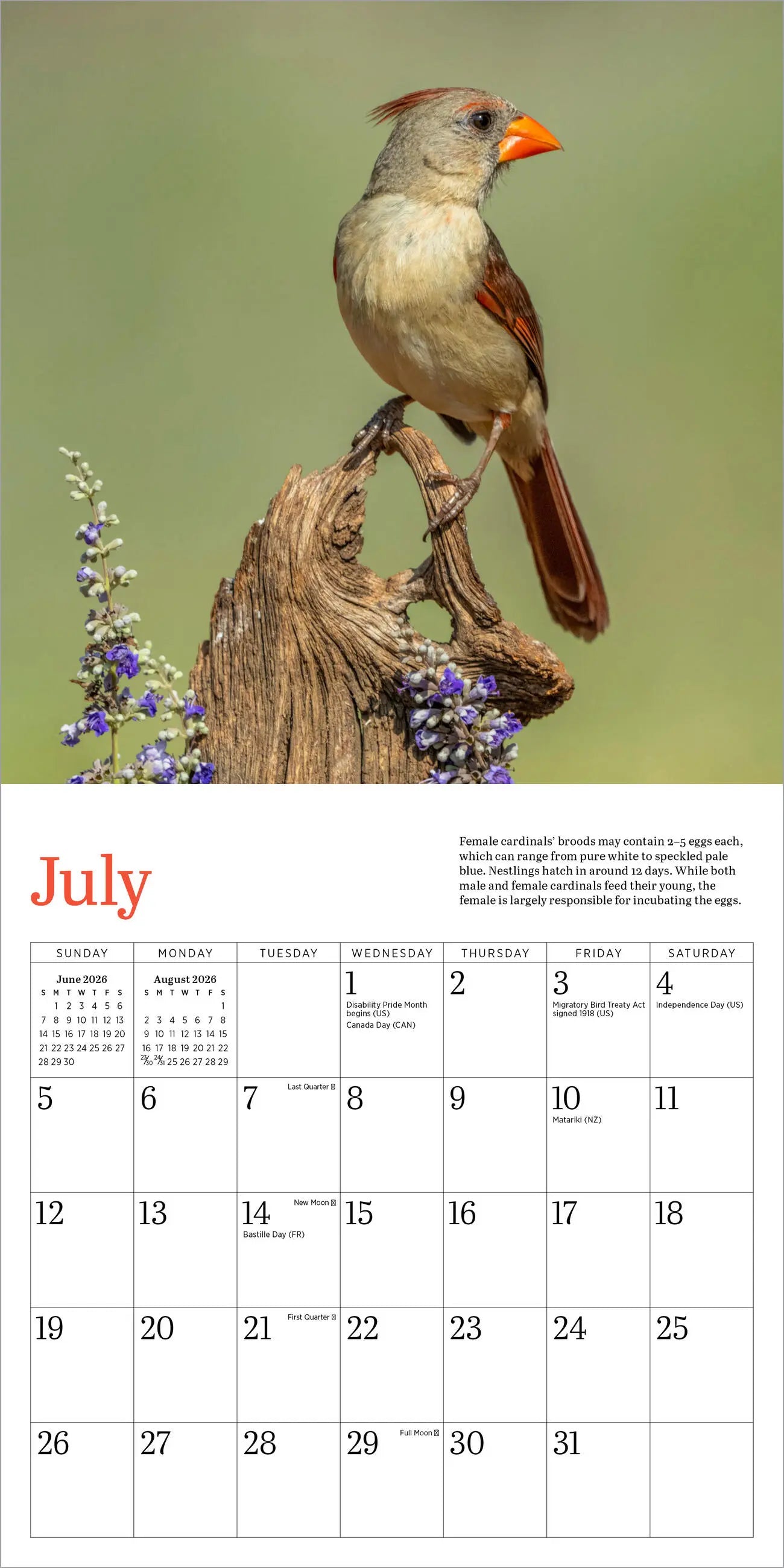 Audubon Cardinals 2026 Mini Wall Calendar