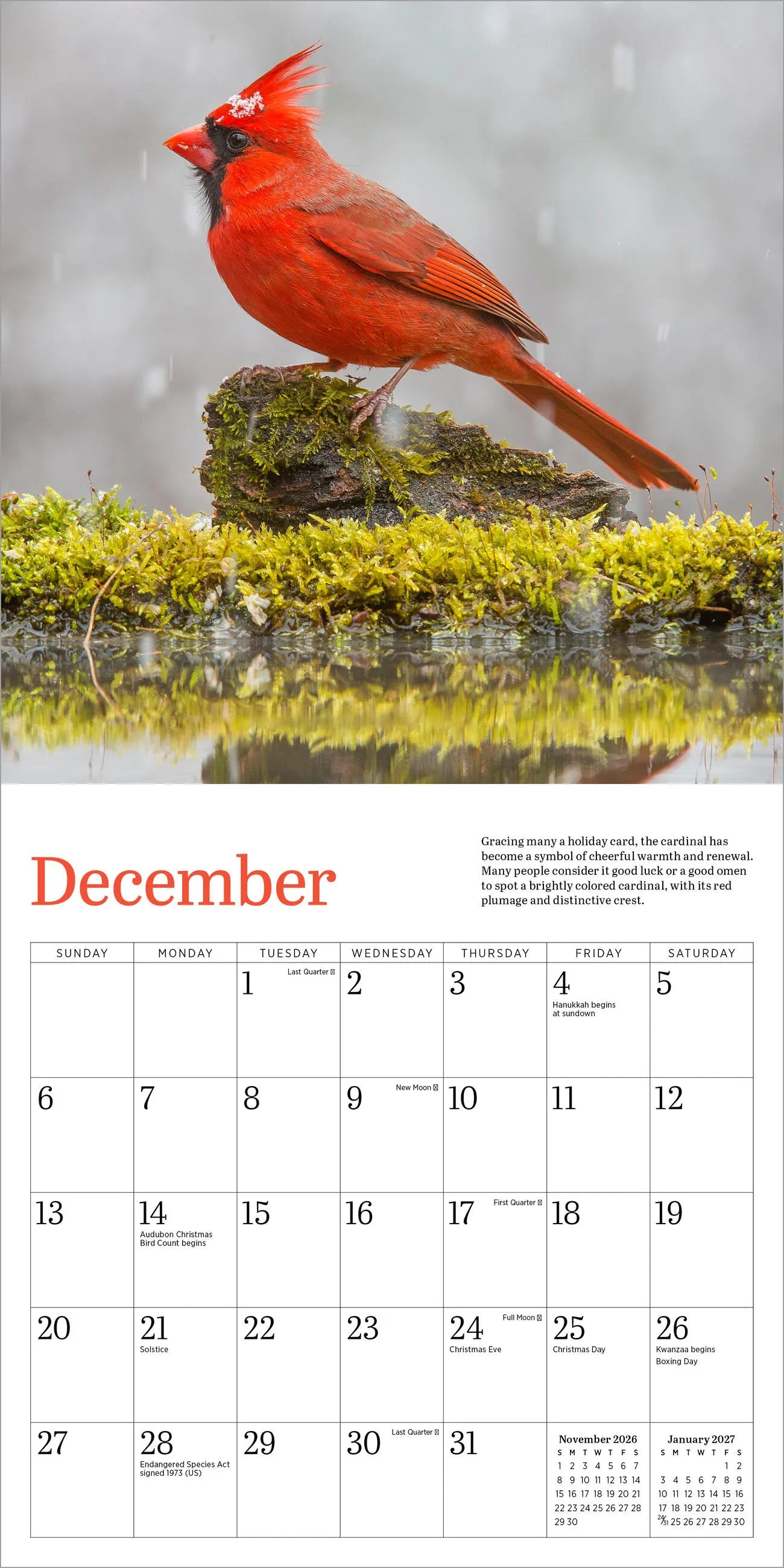 Audubon Cardinals 2026 Mini Wall Calendar