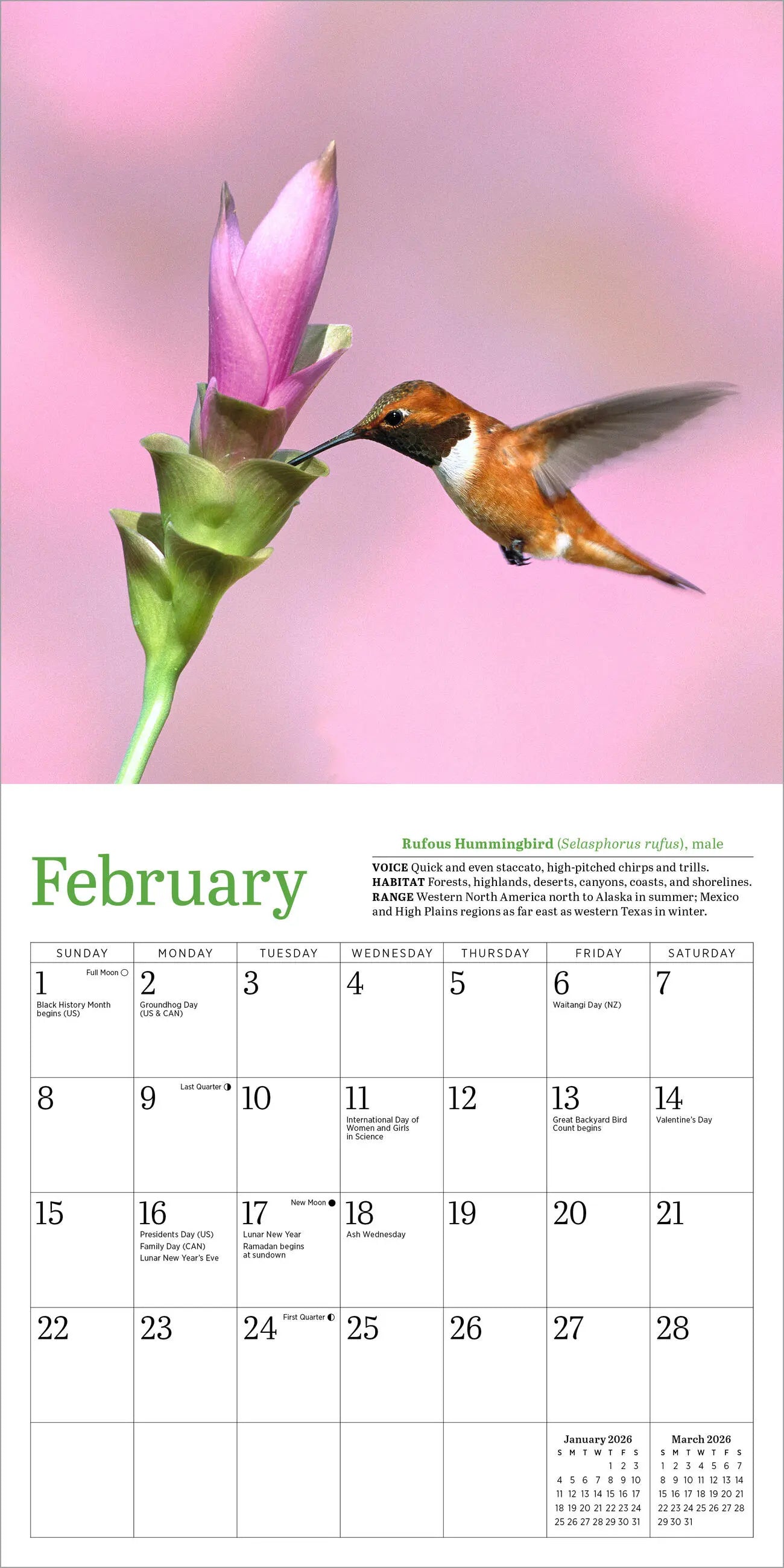 Audubon Hummingbirds 2026 Mini Wall Calendar