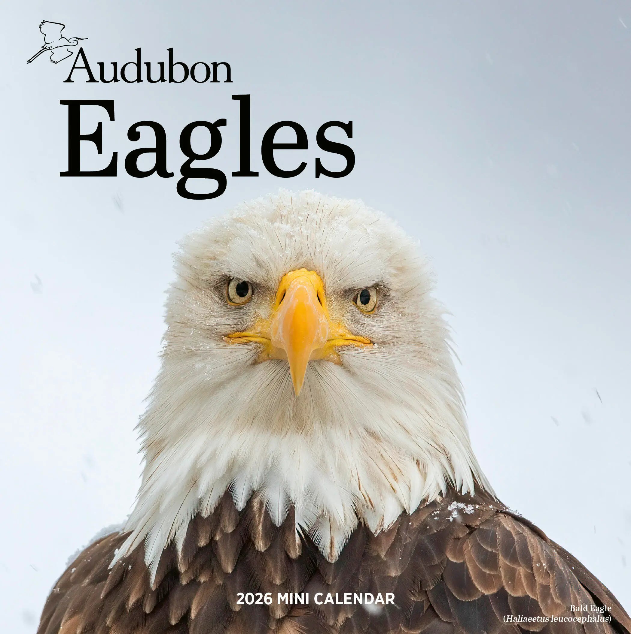 Audubon Eagles 2026 Mini Wall Calendar