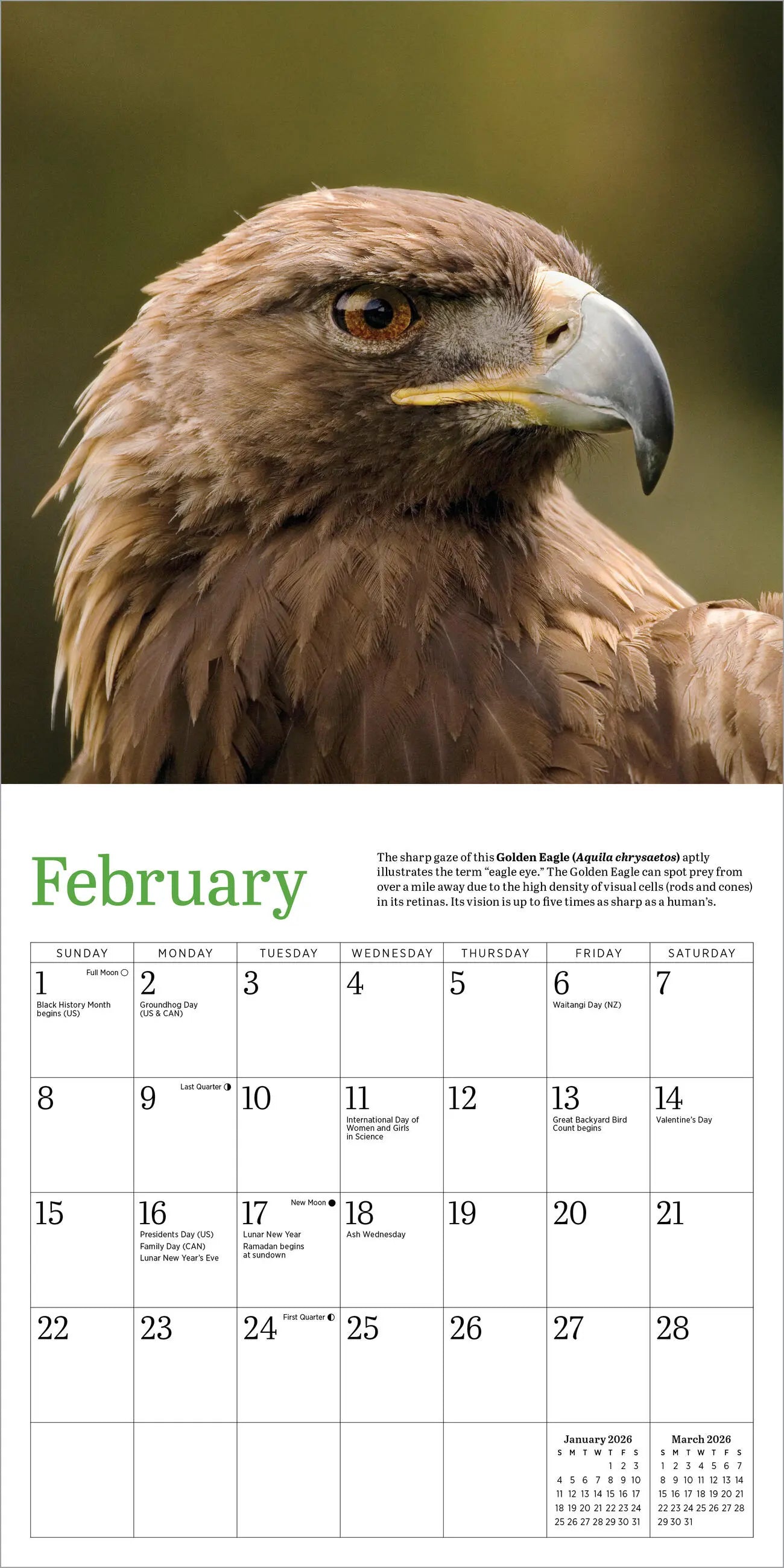 Audubon Eagles 2026 Mini Wall Calendar