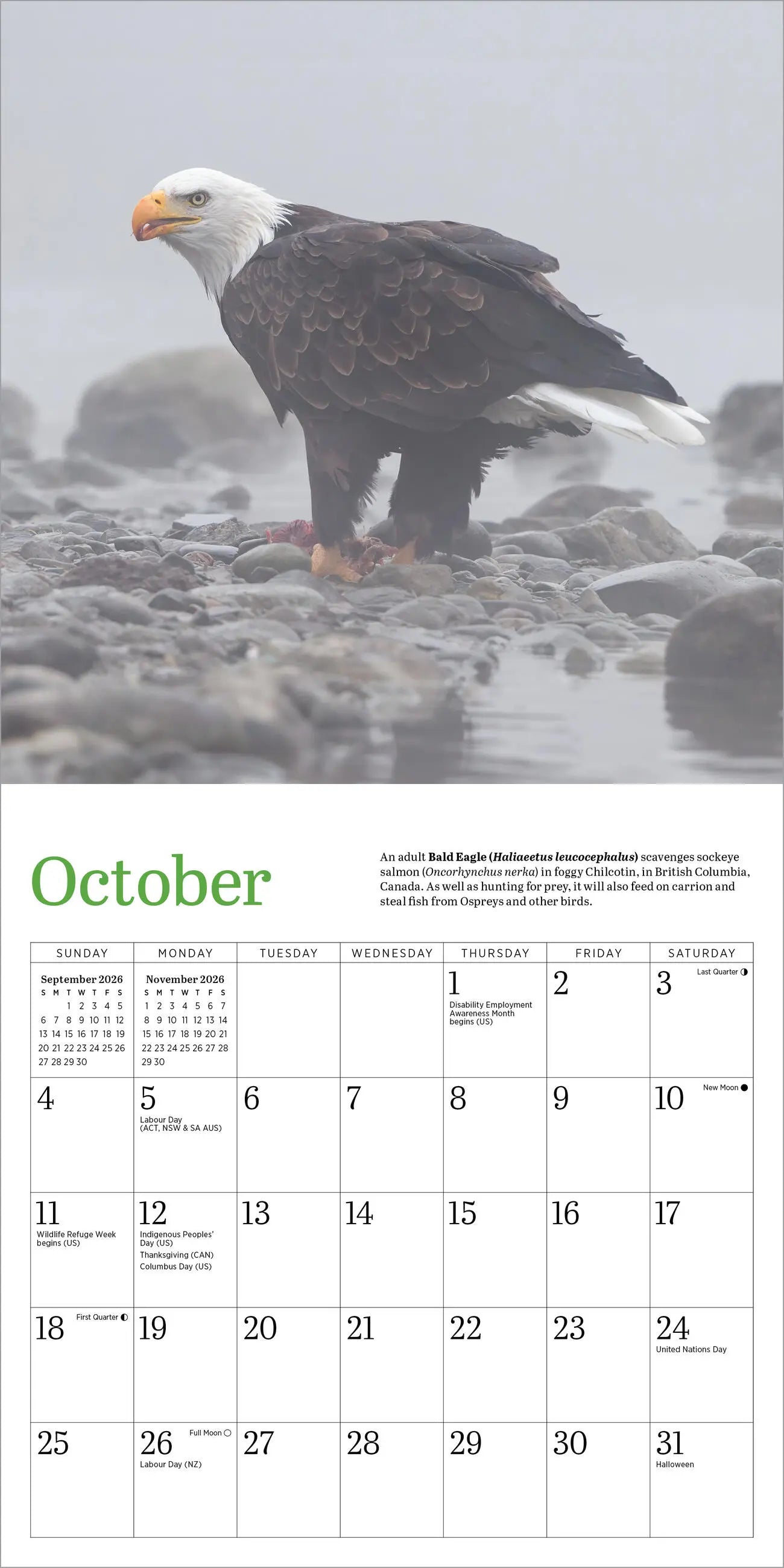 Audubon Eagles 2026 Mini Wall Calendar