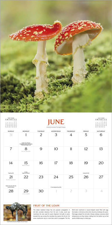 The Magical World of Mushrooms 2026 Wall Calendar