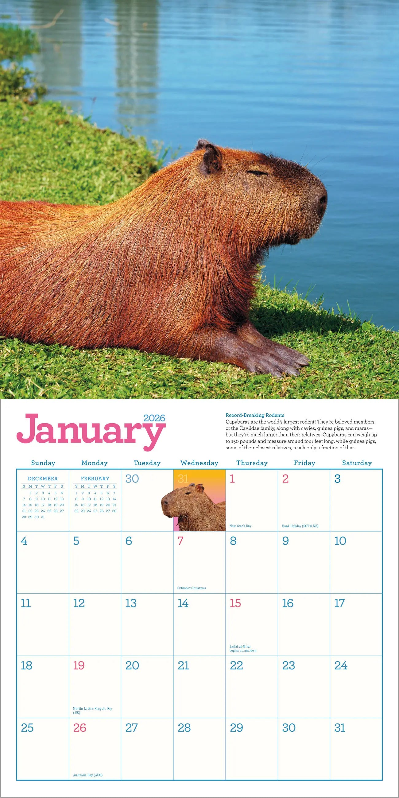 Capybara 2026 Wall Calendar