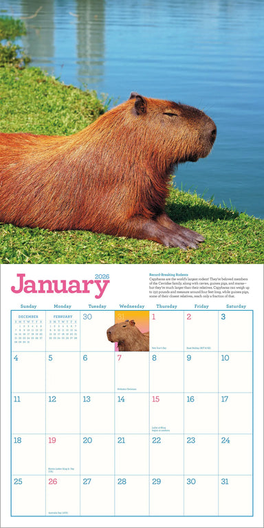 Capybara 2026 Wall Calendar