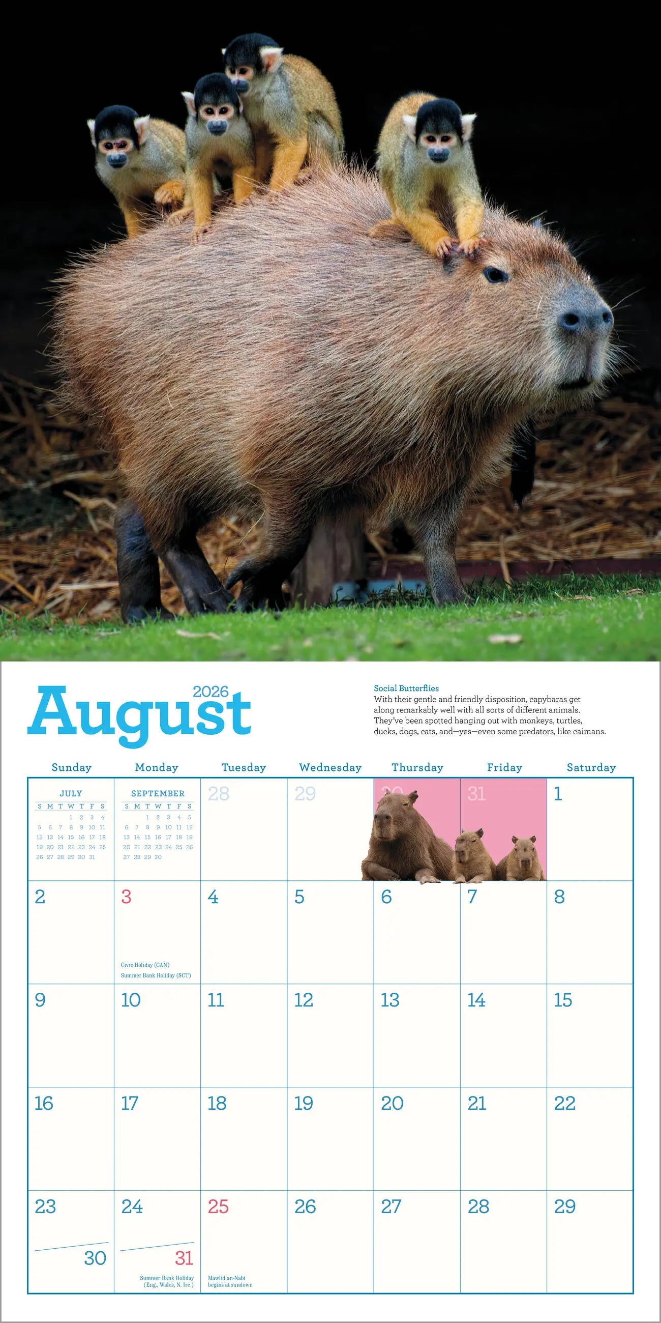 Capybara 2026 Wall Calendar