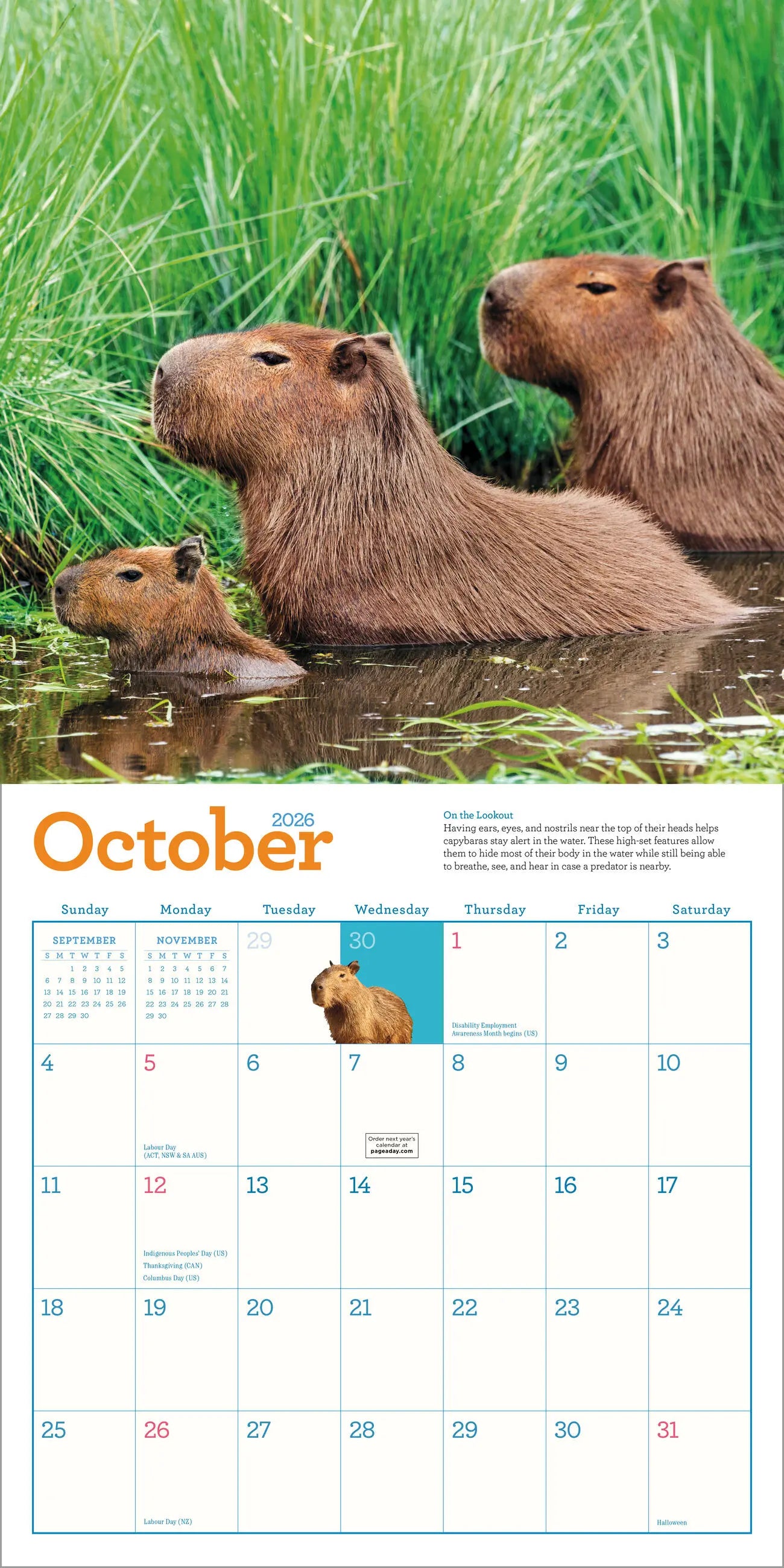 Capybara 2026 Wall Calendar