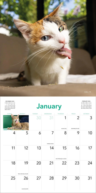 Cats on Catnip 2026 Wall Calendar
