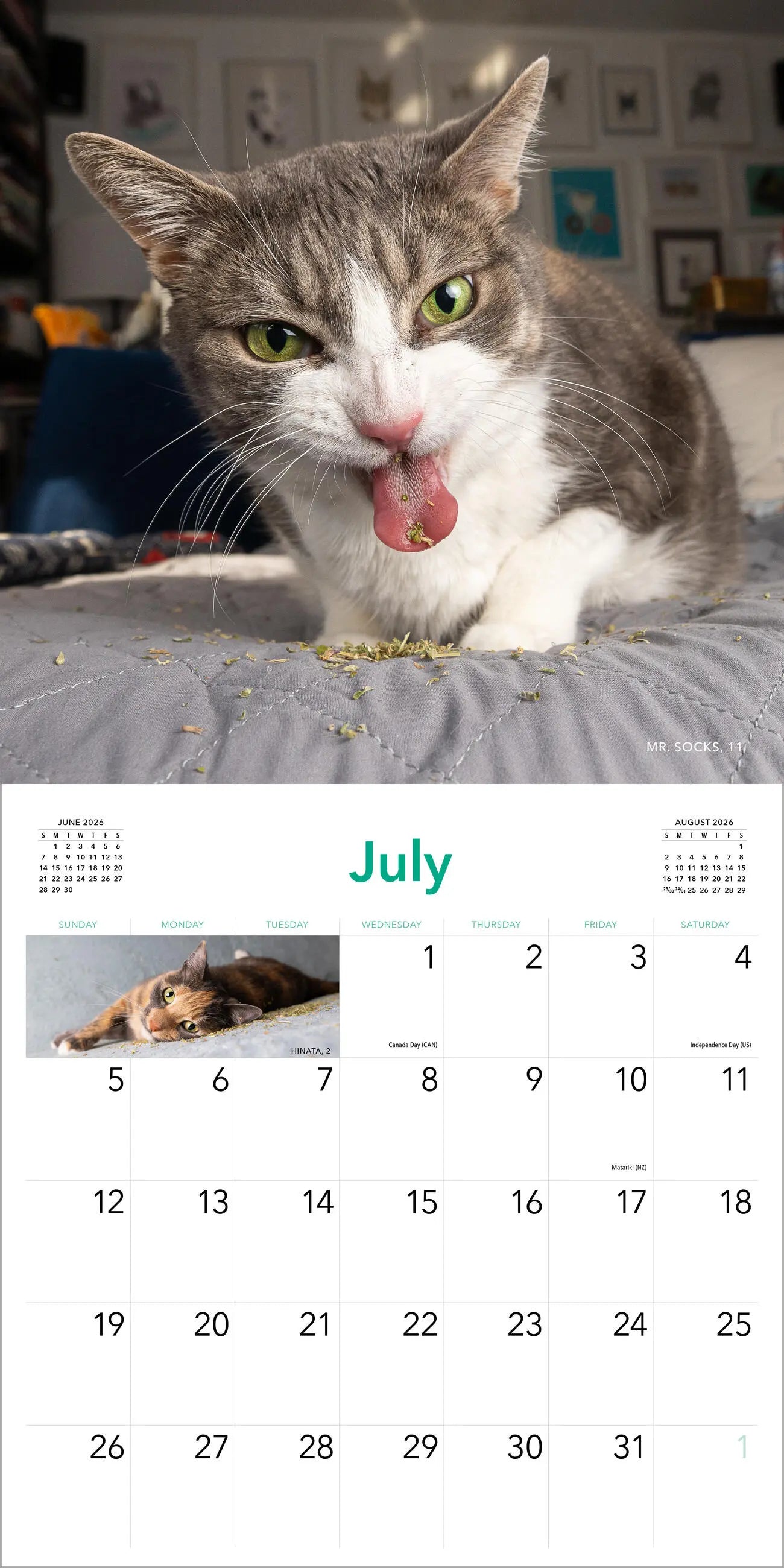 Cats on Catnip 2026 Wall Calendar