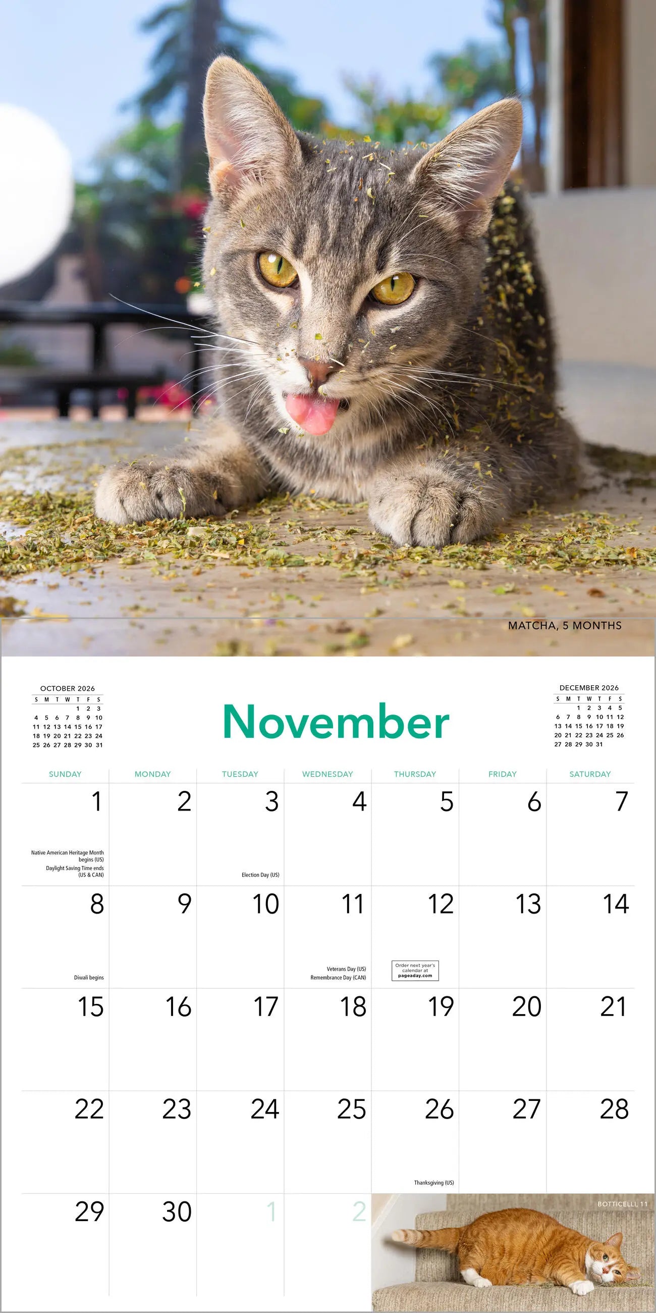 Cats on Catnip 2026 Wall Calendar
