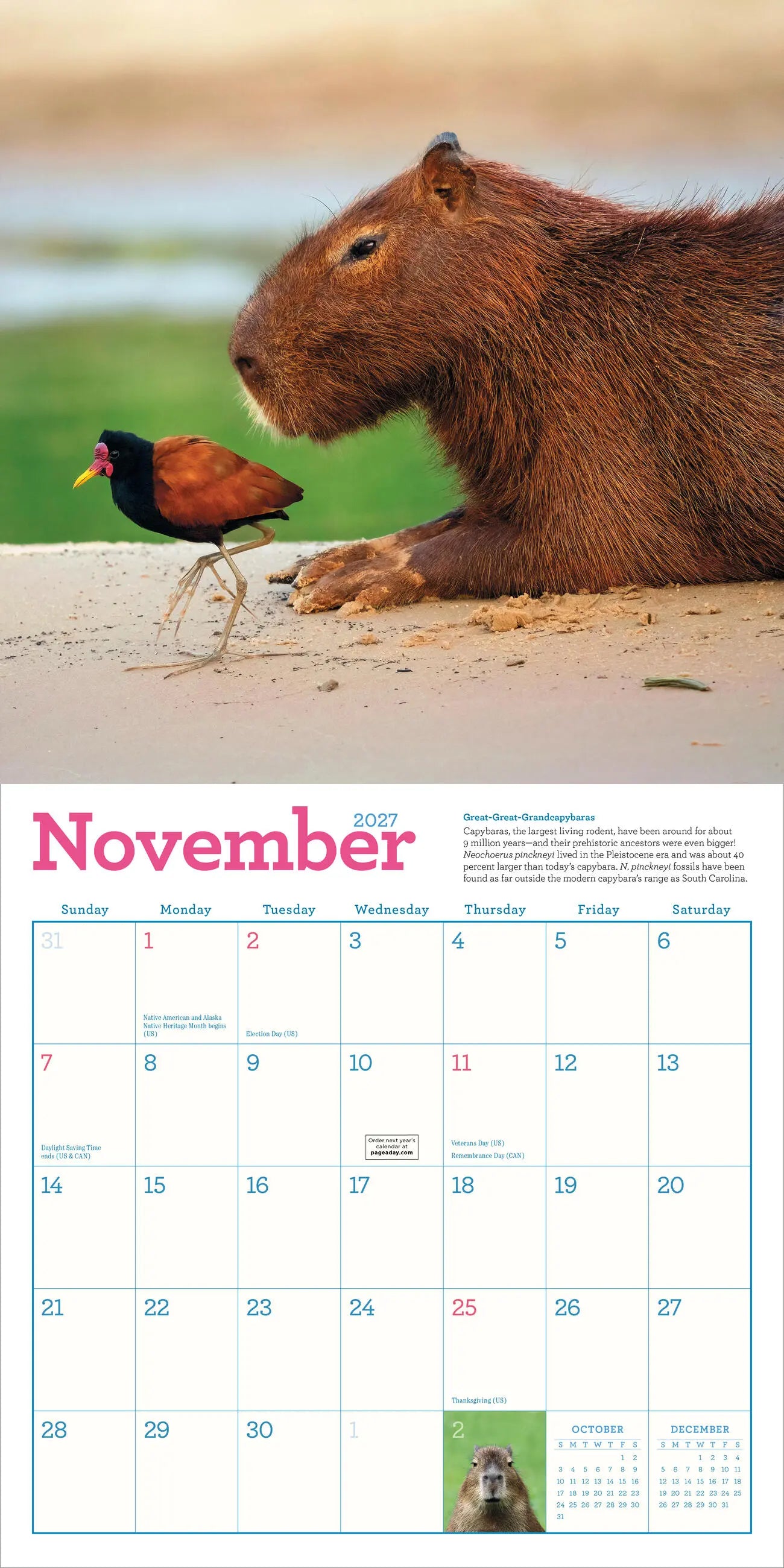 Capybara 2027 Wall Calendar
