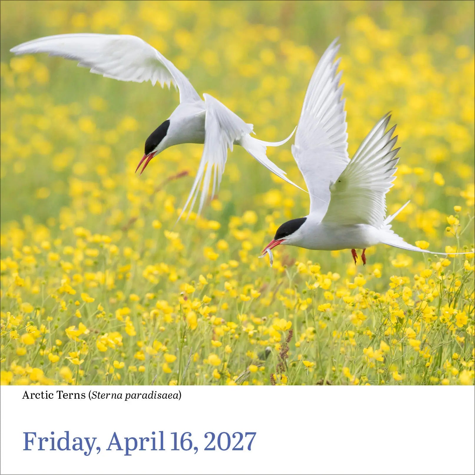 WRK Audubon Birds 2027 Page-A-Day® Calendar