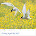 WRK Audubon Birds 2027 Page-A-Day® Calendar