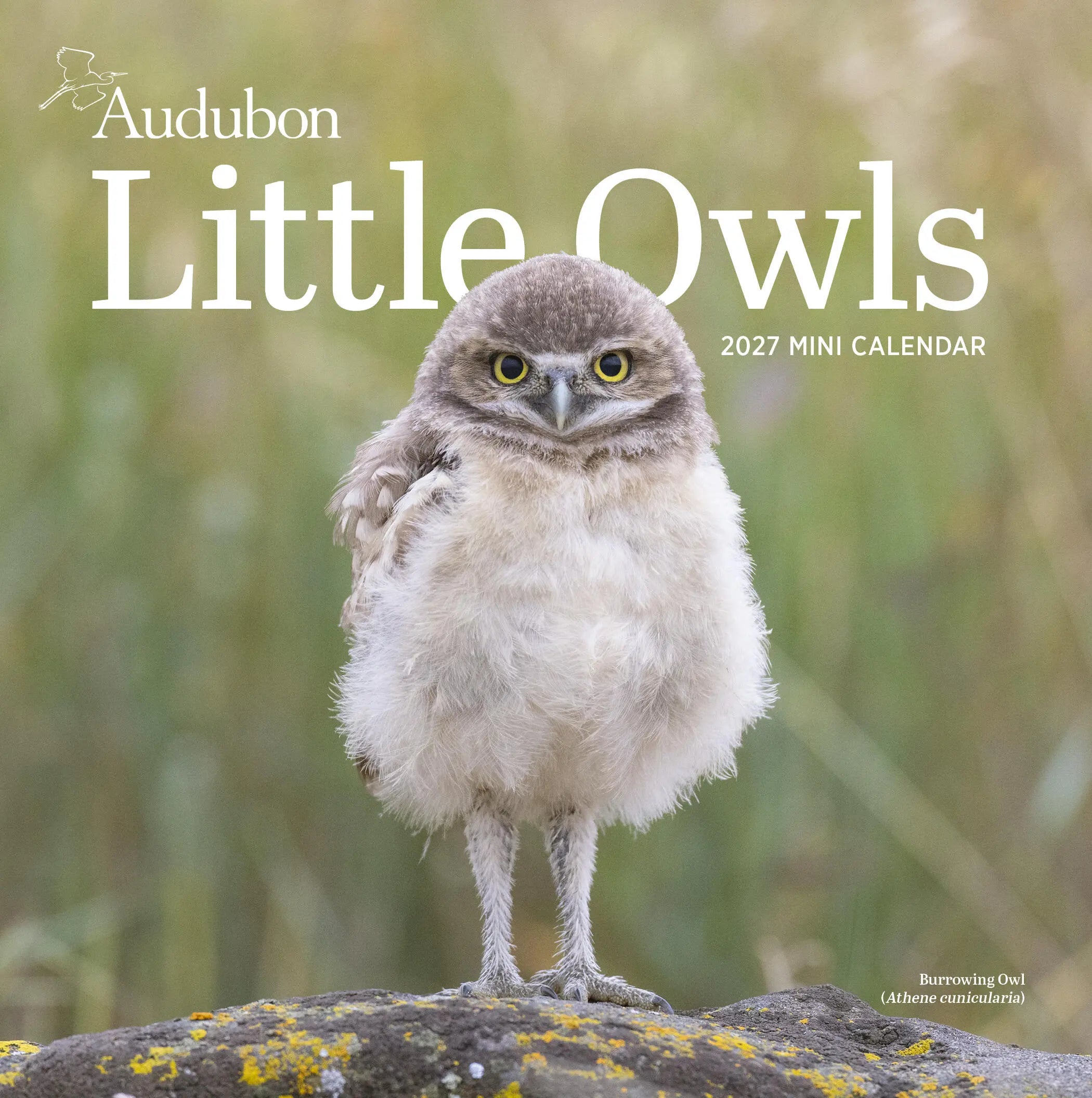 WRK Audubon Little Owls 2027 Mini Wall Calendar