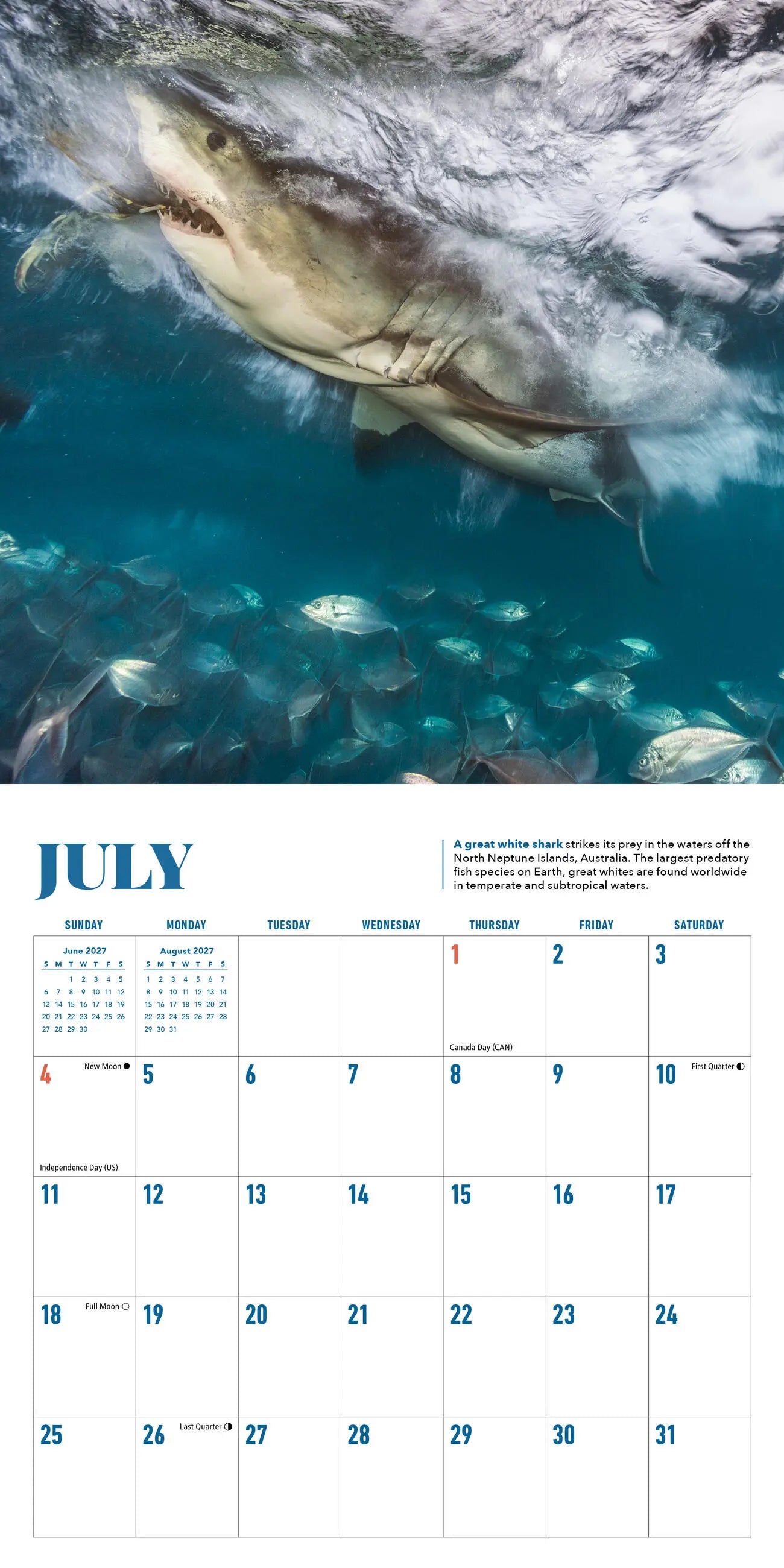 WRK Shark 2027 Mini Wall Calendar