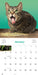 Cats on Catnip 2027 Wall Calendar