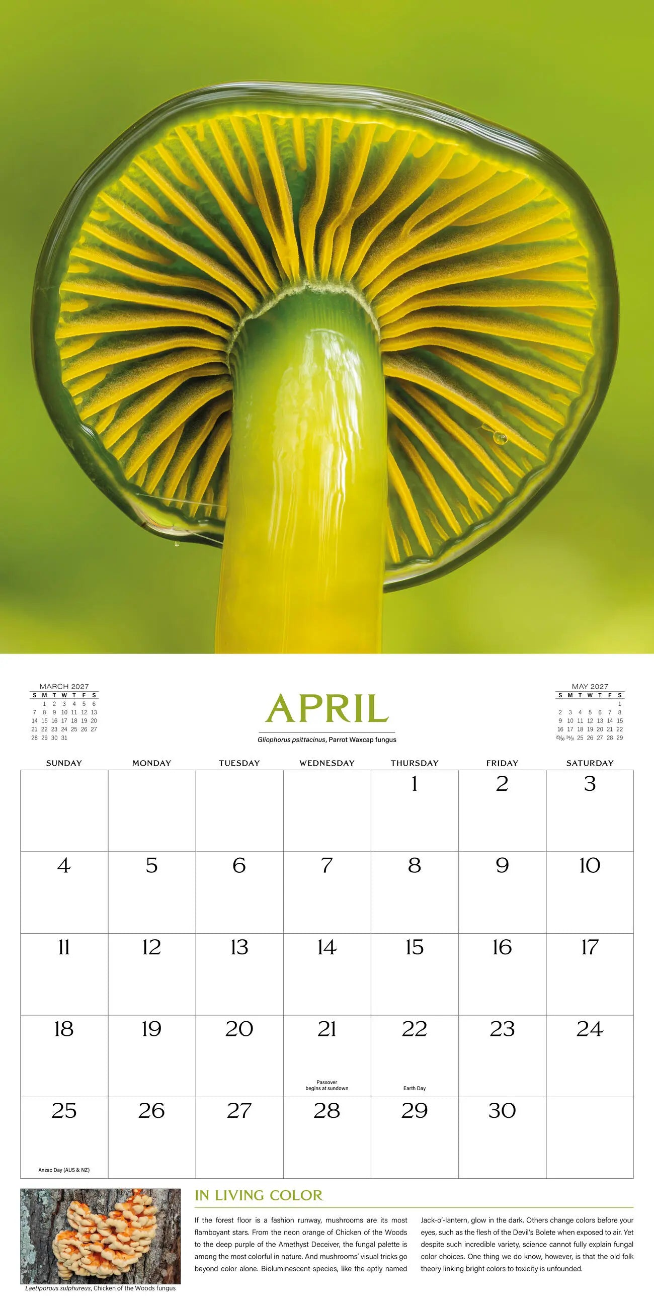 The Wondrous World of Mushrooms 2027 Wall Calendar