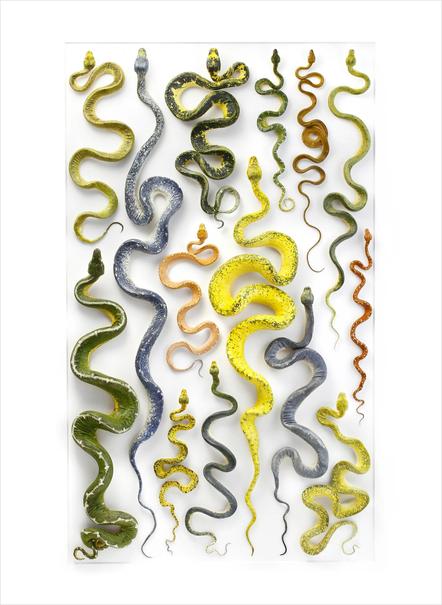 Biophilia: The Art of Christopher Marley Book of Postcards