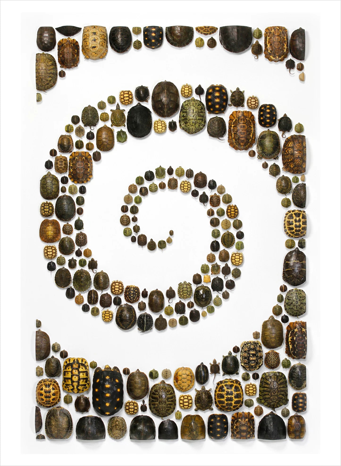 Biophilia: The Art of Christopher Marley Book of Postcards