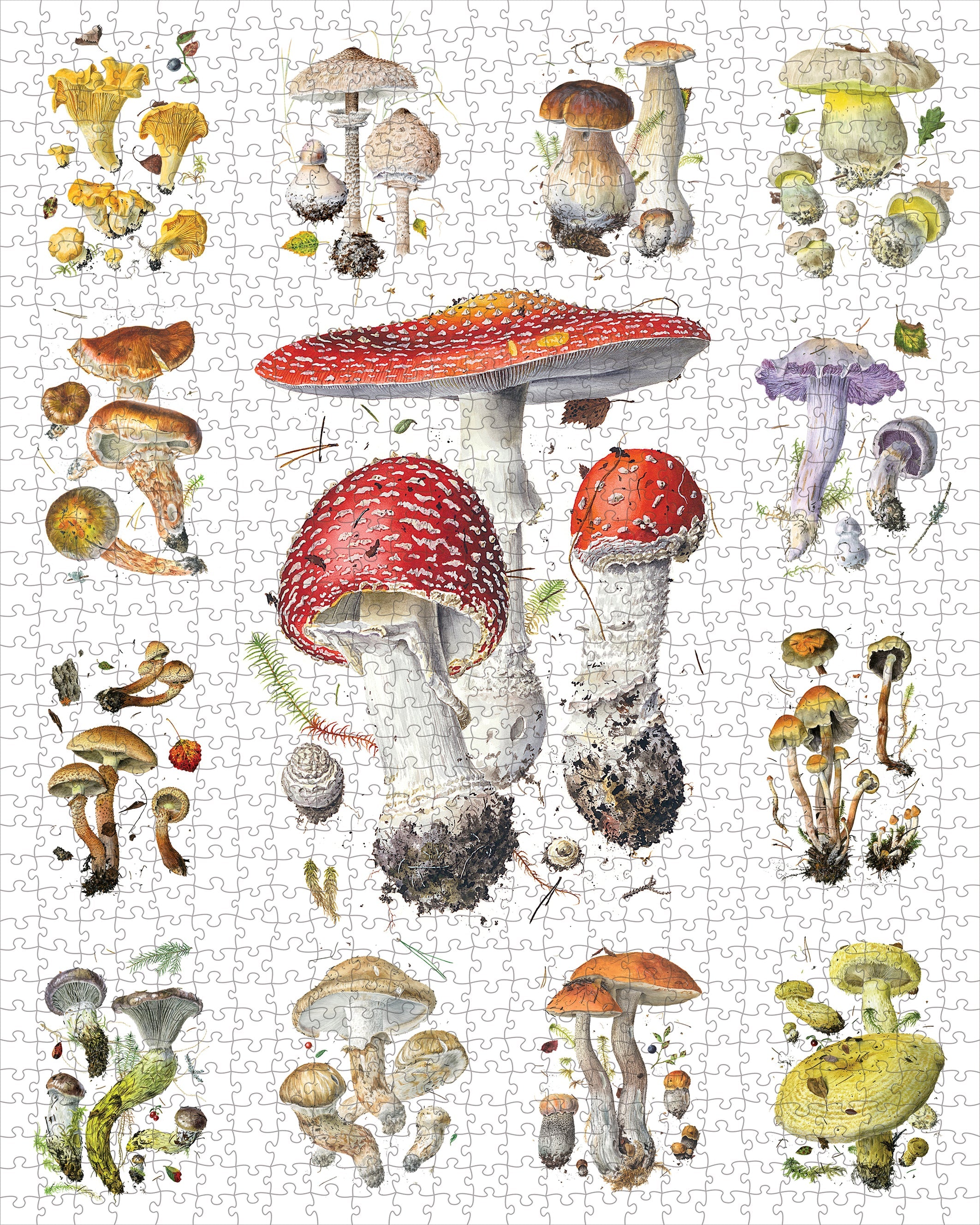 Mushrooms 1000 Piece Alexander Viazmensky Puzzle    