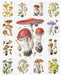 Mushrooms 1000 Piece Alexander Viazmensky Puzzle    