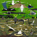 Charley Harper The Everglades 1000 Piece Puzzle
