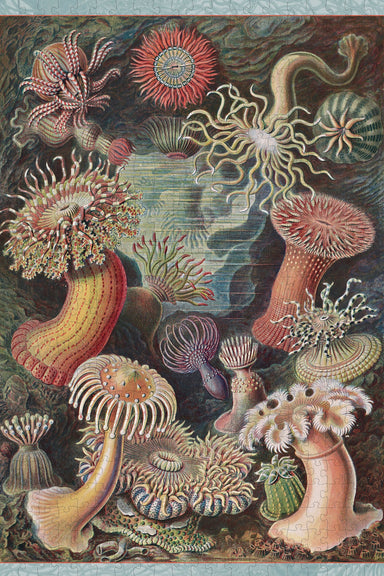 Ernst Haeckel Sea Anemones 500 Piece Puzzle