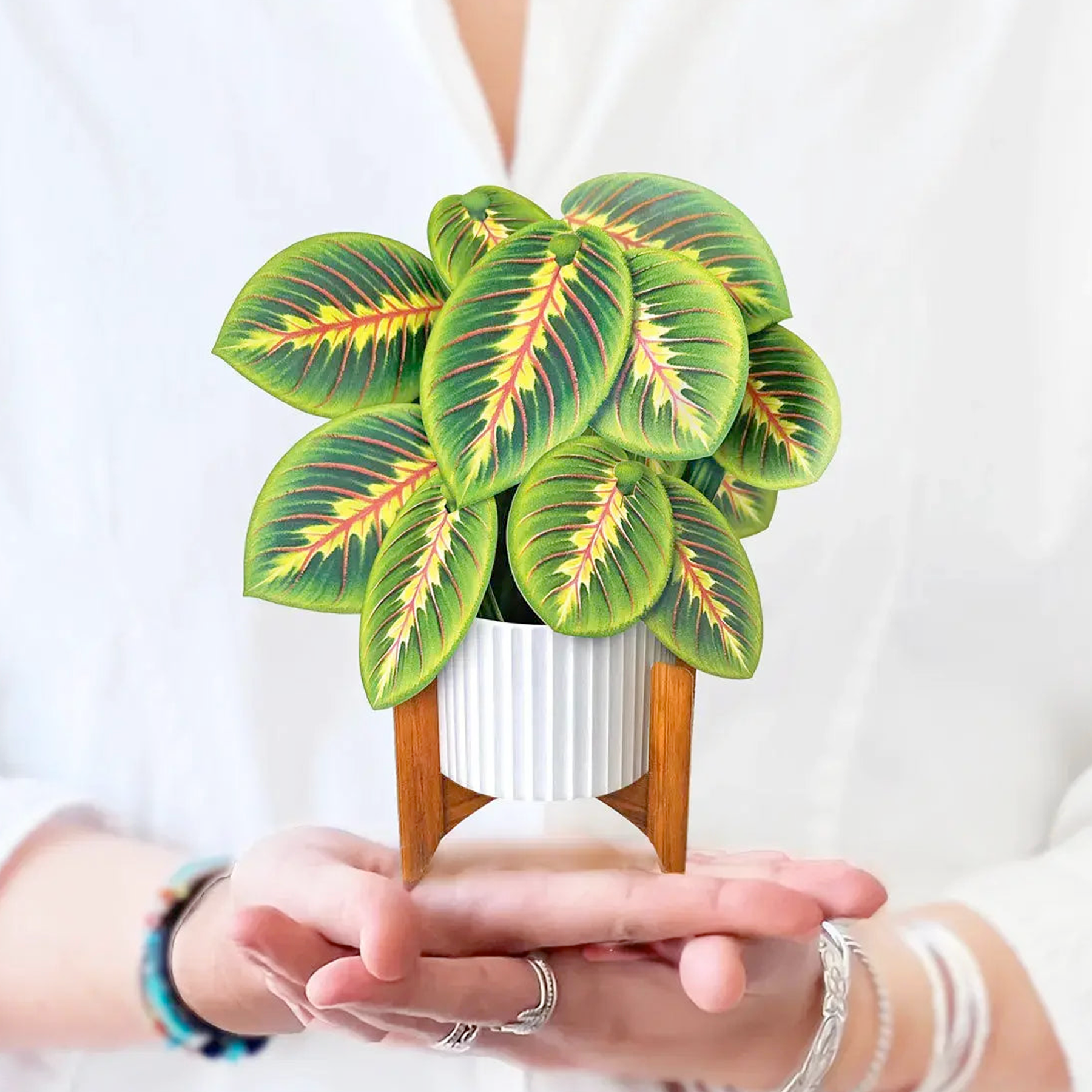 FRCC Mini Prayer Plant