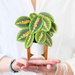 FRCC Mini Prayer Plant