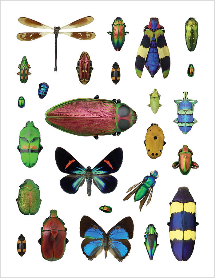 Christopher Marley's Incredible Insects Sticker Book    