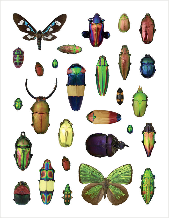 Christopher Marley's Incredible Insects Sticker Book    