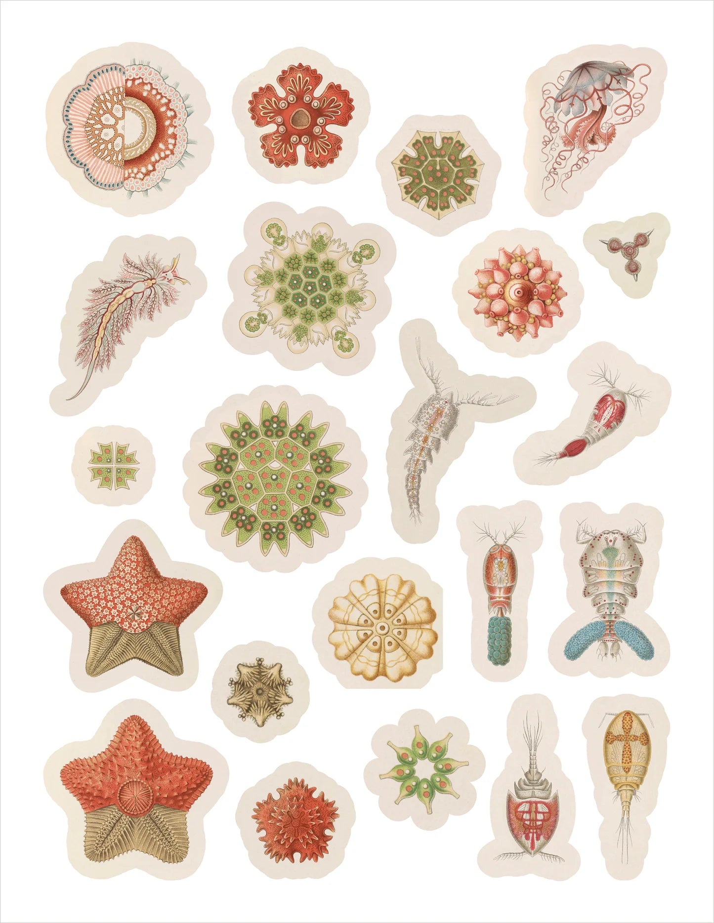 POM Ernst Haeckel: Art Forms in Nature Sticker Book