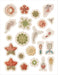POM Ernst Haeckel: Art Forms in Nature Sticker Book