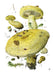 Mushrooms Alexander Viazmensky Boxed Assorted Note Cards    