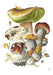 Mushrooms Alexander Viazmensky Boxed Assorted Note Cards    