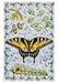 David Cohen Butterflies Boxed Assorted Note Cards