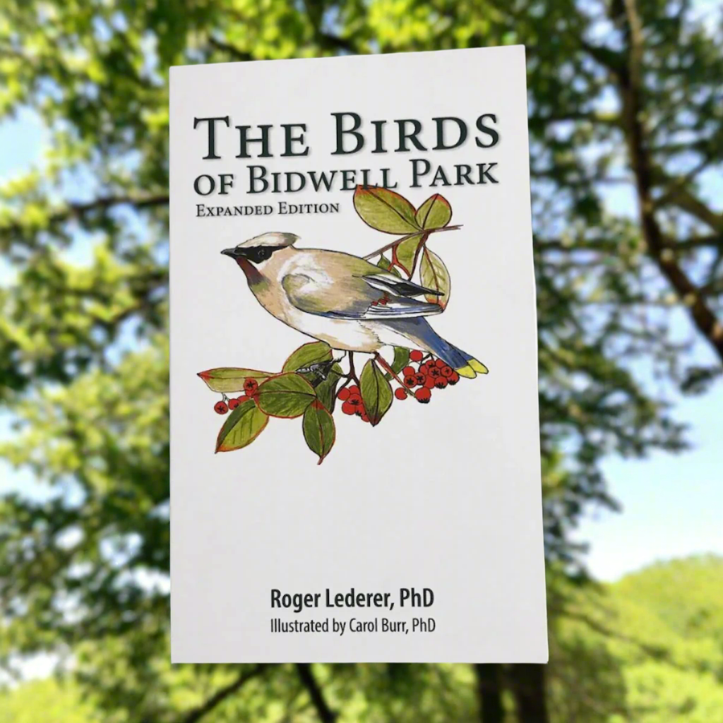 Birds of Bidwell Park