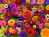 Blooming Every Daisy 500 Piece Puzzle