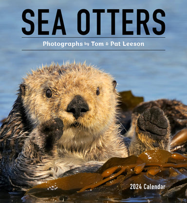 Sea Otters Photographs by Tom & Pat Leeson 2024 Wall Calendar    