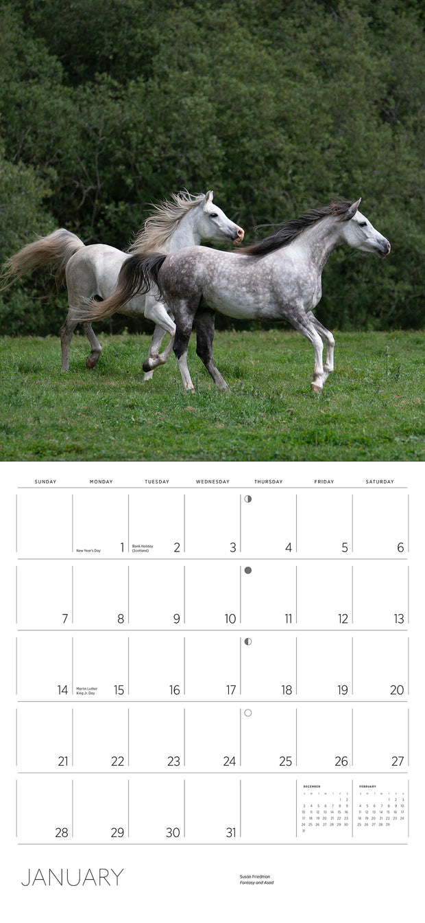 Equus Photographs by Susan Friedman 2024 Wall Calendar    