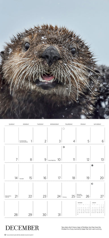 Sea Otters - Photographs by Tom and Pat Neeson 2025 Wall Calendar    